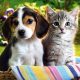 caes_e_gatos