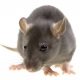 rato-cinza1